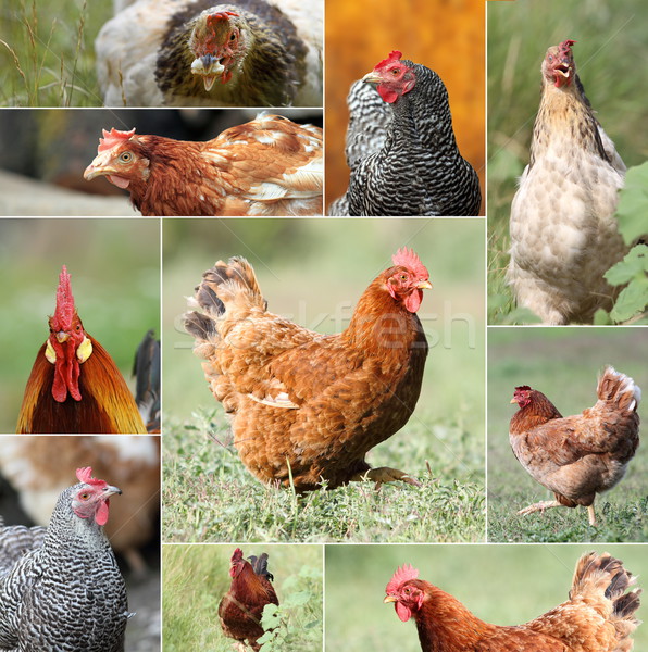 Stock photo: collage with hens and roosters