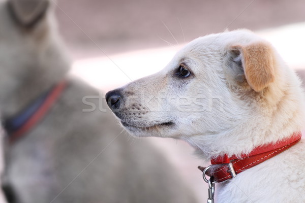 white puppy portrait with red collar Stock photo © taviphoto