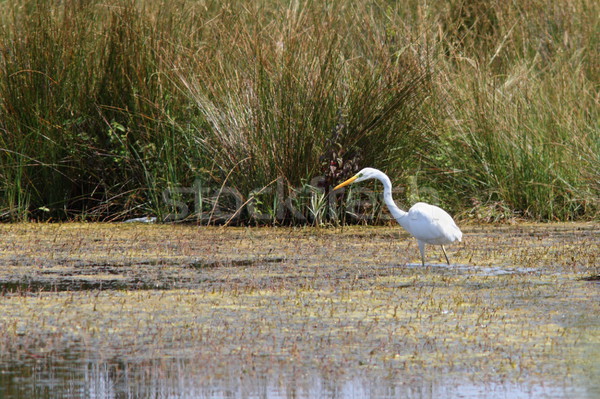 great egret hunting on swamp Stock photo © taviphoto