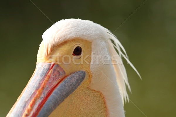 great pelican portrait over green background Stock photo © taviphoto