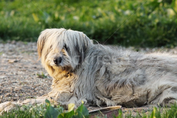 пушистый румынский пастух собака землю Сток-фото © taviphoto