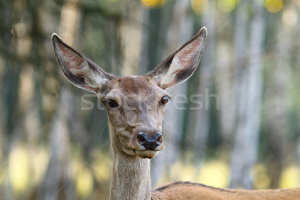 portrait of red deer doe Stock photo © taviphoto