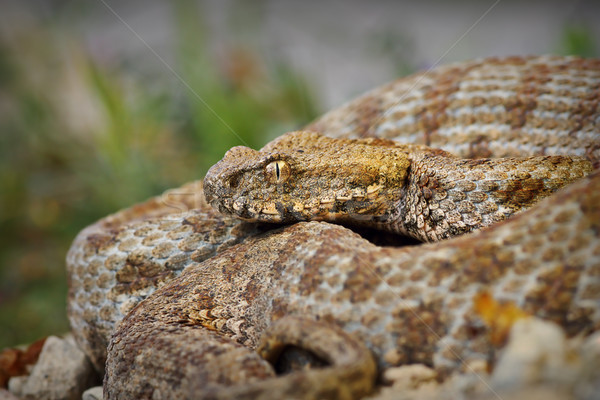 Rare nature serpent tête danger [[stock_photo]] © taviphoto