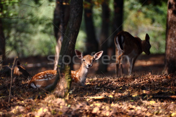 deer calf in worm light Stock photo © taviphoto