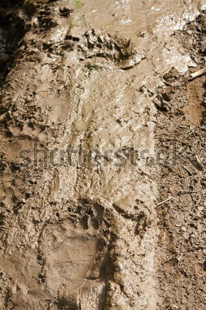 アナグマ トレース 詳細 ヨーロッパの 泥 自然 ストックフォト © taviphoto
