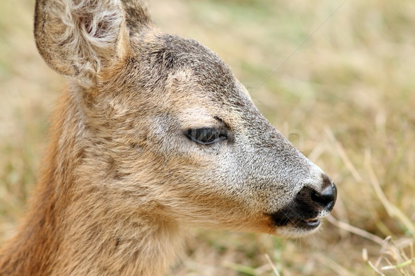closeup portrait of a baby roe deer Stock photo © taviphoto