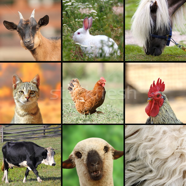 Сток-фото: большой · коллаж · сельскохозяйственных · животных · семьи · кролик · корова