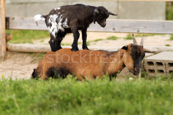 Főnök kép kettő kecskék természet erő Stock fotó © taviphoto
