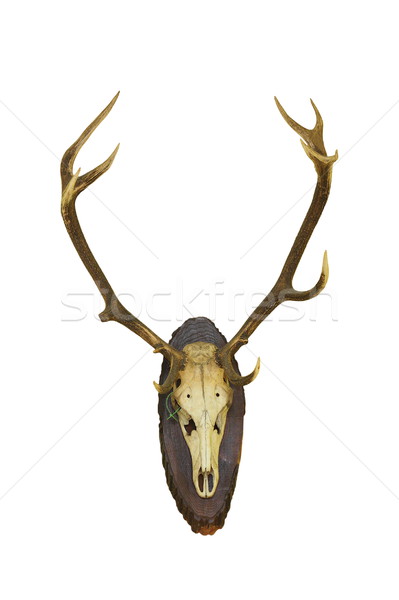 beautiful red deer buck trophy on white Stock photo © taviphoto