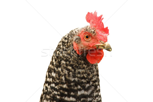 isolated mottled hen portrait Stock photo © taviphoto