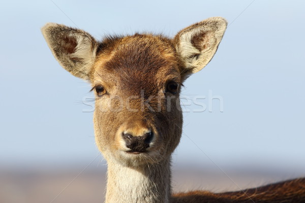 portrait of fallow deer hind Stock photo © taviphoto