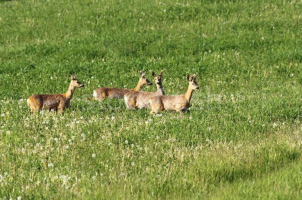 herd of roe deers on meadow Stock photo © taviphoto