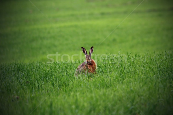 wild hare in green field Stock photo © taviphoto