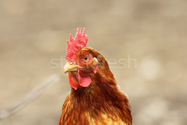 Stock photo: portrait of beige hen over out of focus background