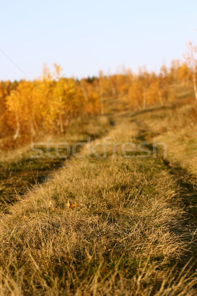 Stock fotó: út · erdő · absztrakt · kilátás · sekély · mélységélesség