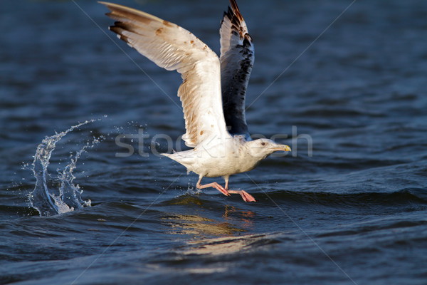 beautiful gull taking its flight Stock photo © taviphoto