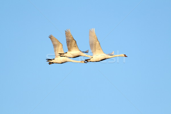 beautiful swans flying Stock photo © taviphoto