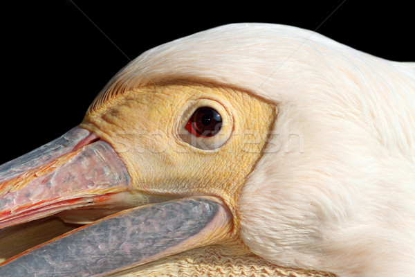 portrait of a great pelican over dark background Stock photo © taviphoto