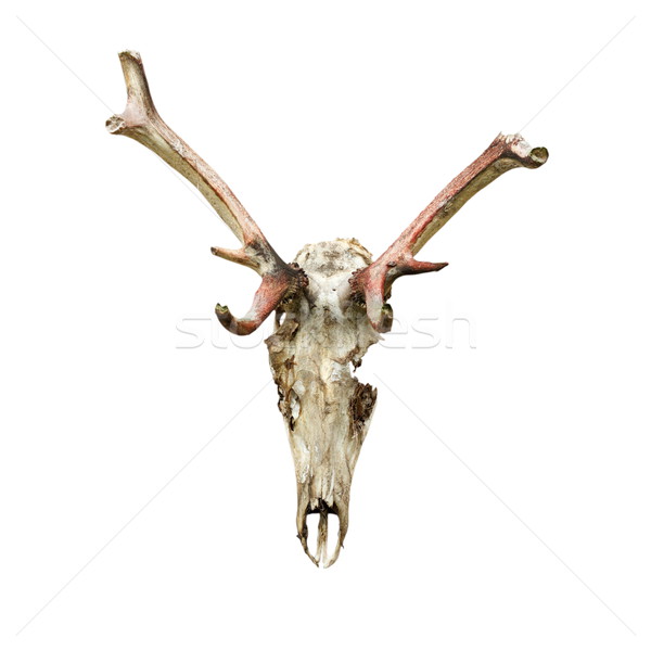 skull of red deer eaten by wolfes Stock photo © taviphoto