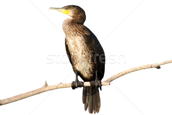 Stock photo: isolated great cormorant on branch