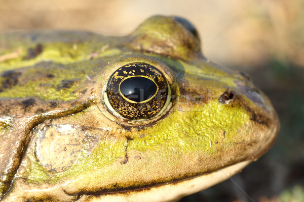 macro portrait of marsh frog Stock photo © taviphoto