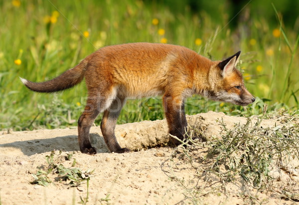 [[stock_photo]]: Jeunes · européenne · rouge · Fox · bébé