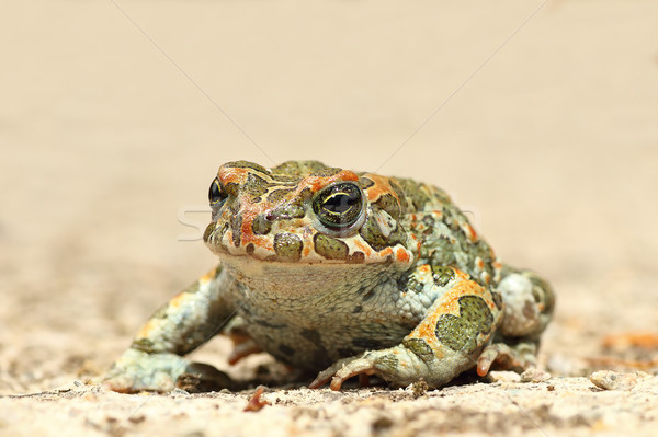 common green toad on the ground Stock photo © taviphoto