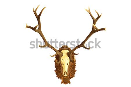 beautiful red deer  hunting trophy Stock photo © taviphoto