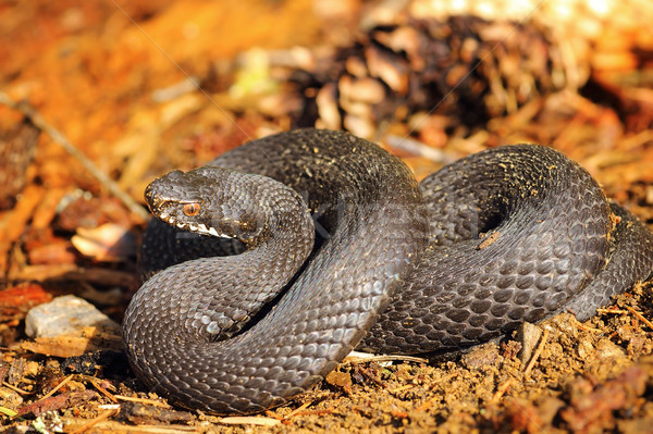 black Vipera berus on forest ground Stock photo © taviphoto