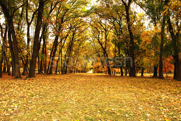 beautiful pedestrian path in autumn woods Stock photo © taviphoto