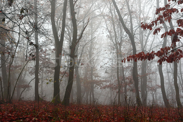 Schönen Wald nebligen Morgen spät Herbst Stock foto © taviphoto
