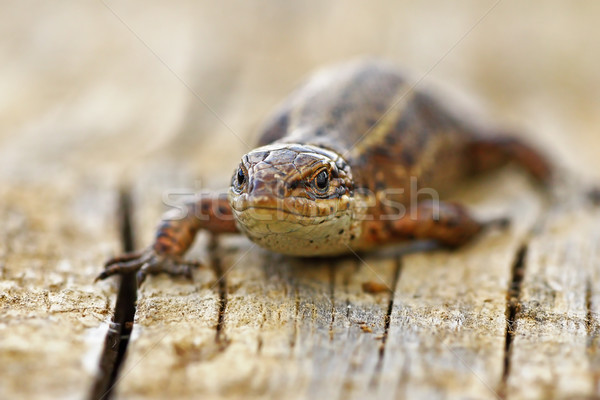 front view of viviparous lizard Stock photo © taviphoto