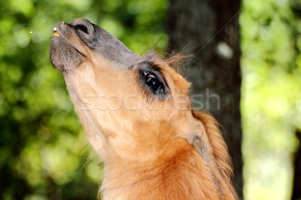 Stock photo: spitting llama