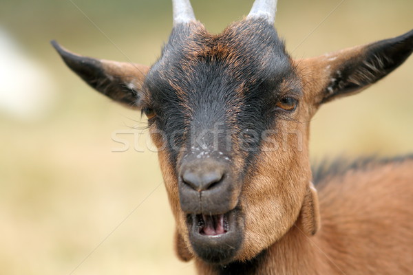 Portret brązowy koza szczegółowy lata dziedzinie Zdjęcia stock © taviphoto