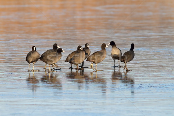 Permanent ensemble glaciale lac groupe eau Photo stock © taviphoto