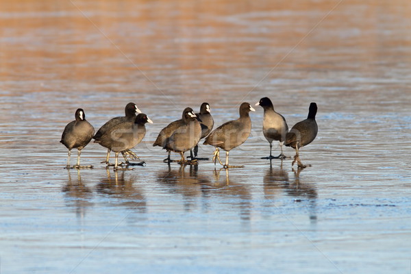 Stock foto: Stehen · zusammen · icy · See · Gruppe · Wasser