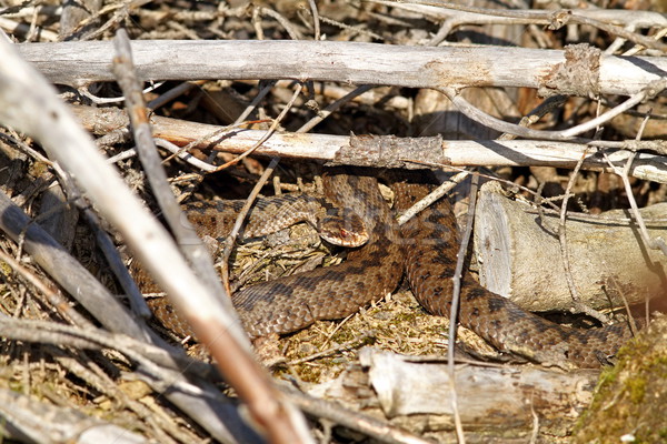 female adder  Stock photo © taviphoto