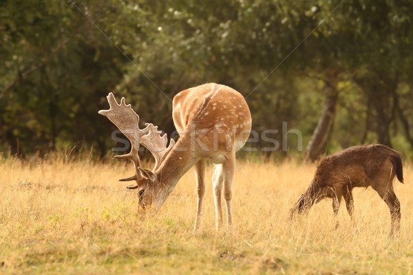fallow deer stag  grazing  Stock photo © taviphoto