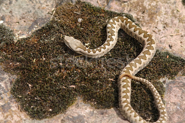 Juvénile longtemps pierre couvert mousse effrayant [[stock_photo]] © taviphoto