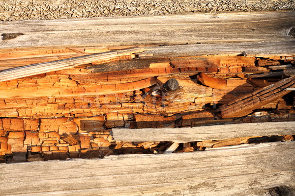 Stock photo: rot on dead wood