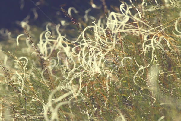 Stock photo: abstract textural view of stipa field