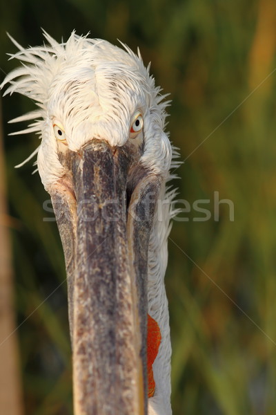 funny portrait of dalmatian pelican Stock photo © taviphoto