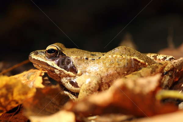 Orman zemin sonbahar çevik kurbağa Stok fotoğraf © taviphoto