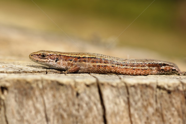viviparous lizard closeup Stock photo © taviphoto