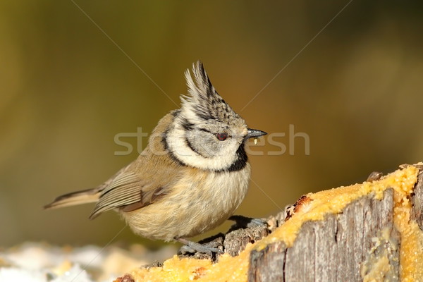 tiny crested tit at lard feeder Stock photo © taviphoto