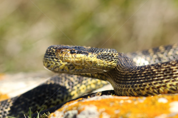 blotched snake on strike position Stock photo © taviphoto