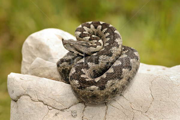 beautiful pattern on Vipera ammodytes Stock photo © taviphoto
