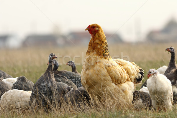 big domestic hen near the farm Stock photo © taviphoto