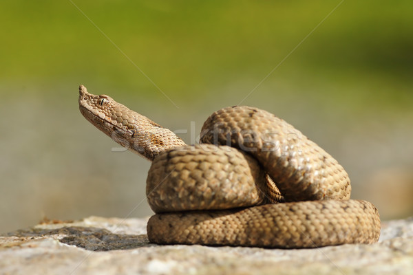 Juvenilis sztrájk orr természet homok kígyó Stock fotó © taviphoto