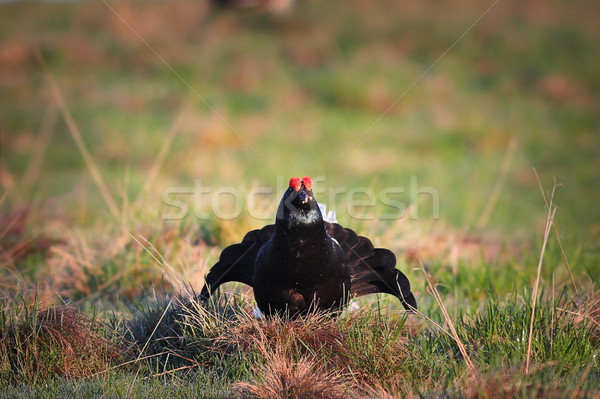 Stock photo: black grouse displaying in mating season